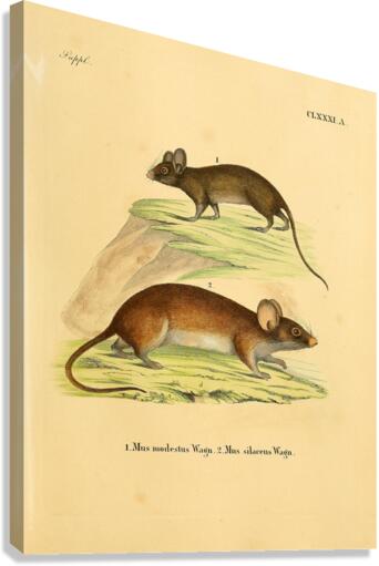 House Mouse Canvas Print