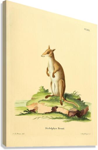 Pademelon Canvas Print