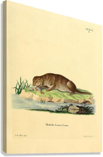 Otter Canvas Print