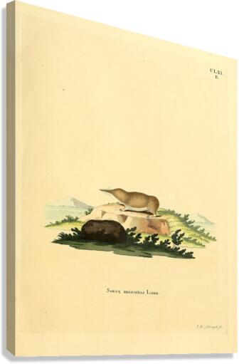 Paramushir Shrew Canvas Print