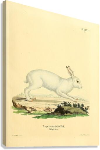 White Hare Canvas Print