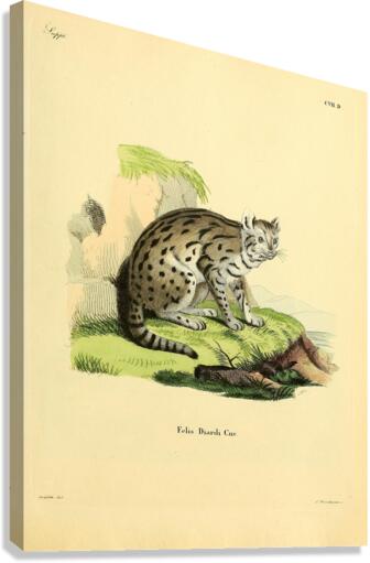 Sunda Clouded Leopard Canvas Print
