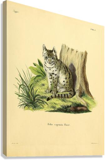 Serval Canvas Print