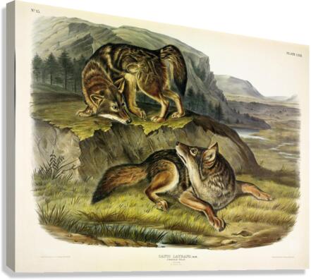 Coyote Canvas Print