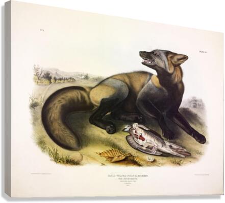 Cross Fox Canvas Print