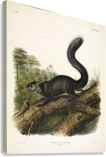 Dusky Squirrel Canvas Print