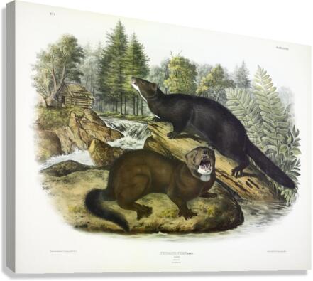 Mink Canvas Print