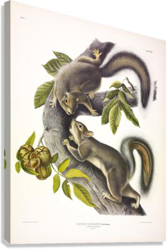 Hare Squirrel Canvas Print