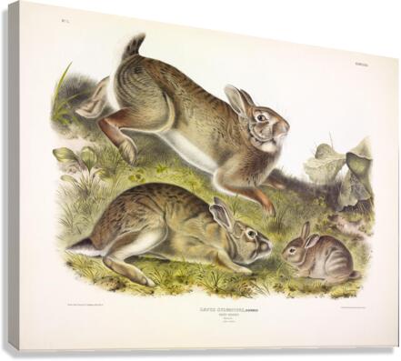 Grey Rabbit Canvas Print