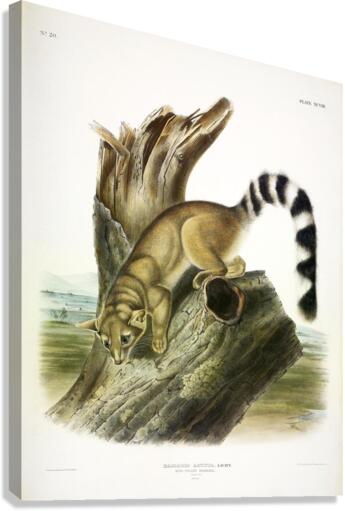 Ring Tailed Cat Canvas Print