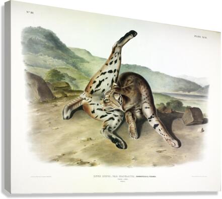 Texan Lynx Canvas Print