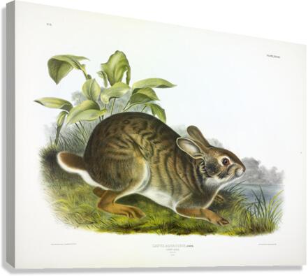 Swamp Hare Canvas Print
