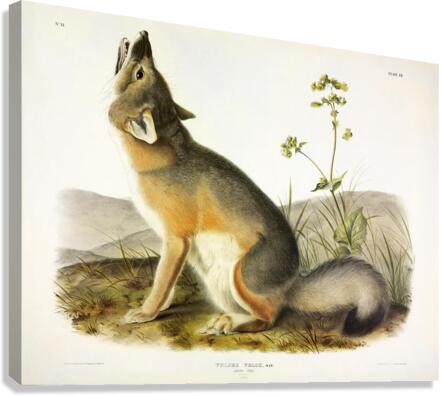 Swift Fox Canvas Print