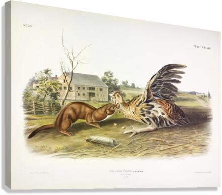 Tawny Weasel Canvas Print