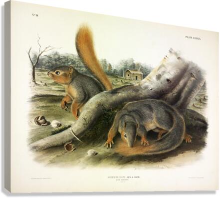Says Squirrel Canvas Print