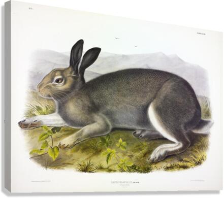 Polar Hare Canvas Print