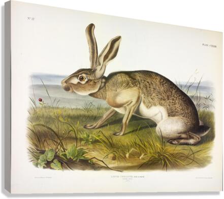 Texian Hare Canvas Print