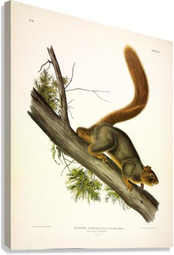 Red Tailed Squirrel Canvas Print
