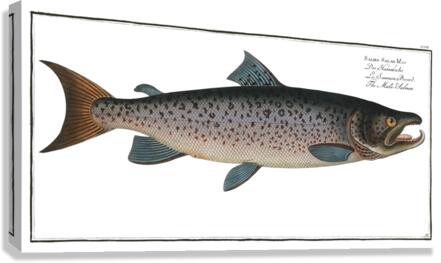 Atlantic Salmon Canvas Print