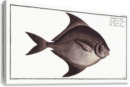 Black Pomfret Canvas Print
