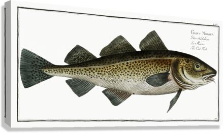Atlantic Cod Canvas Print