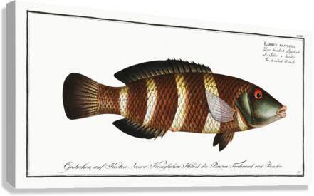 Brown Comber Canvas Print