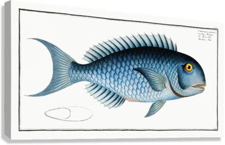 Blue Parrotfish Canvas Print