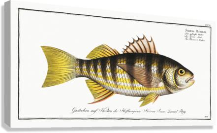 Barred Grunt Canvas Print