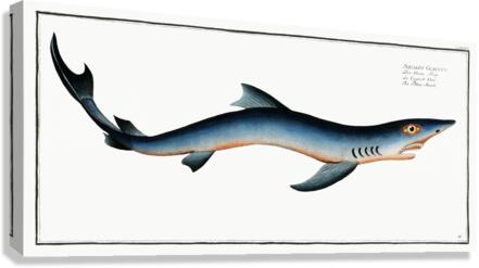 Blue Shark Canvas Print