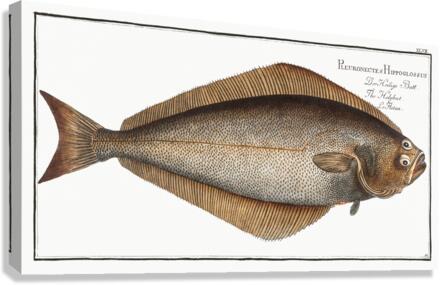 Atlantic Halibut Canvas Print