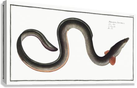 European Eel Canvas Print