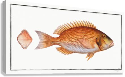 Common Dentex Canvas Print