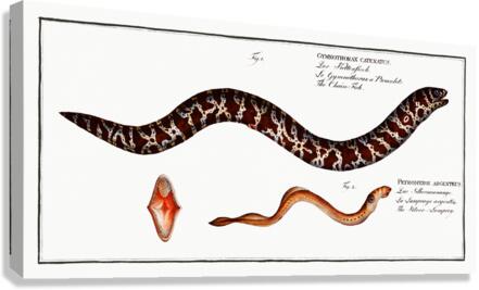 Chain Moray Eel Canvas Print
