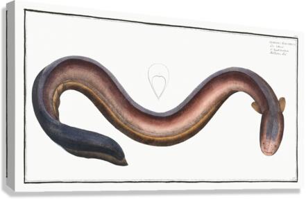 Electric Eel Canvas Print