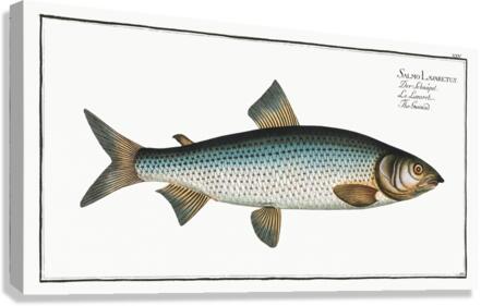 Common Whitefish Canvas Print