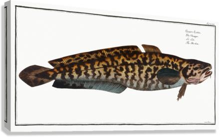 Burbot Cod Canvas Print