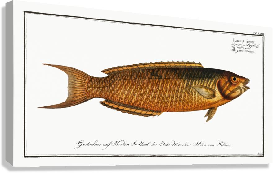 Green Wrasse Canvas Print