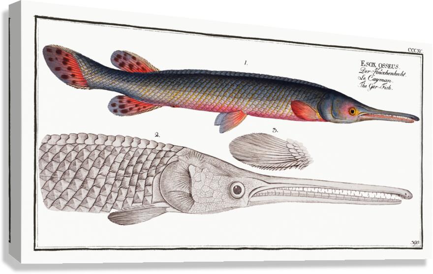 Longnose Gar Canvas Print