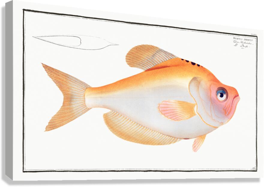 Indian Humphead Canvas Print
