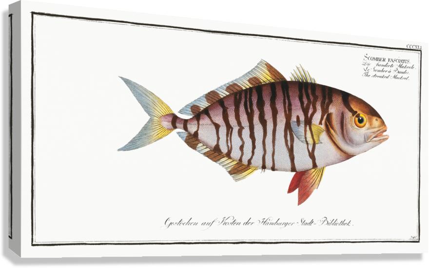 Lesser Amberjack Canvas Print
