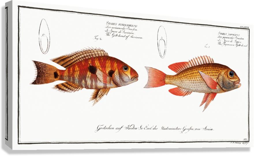 Japanese Threadfin Bream and Redstriped Eartheater Canvas Print
