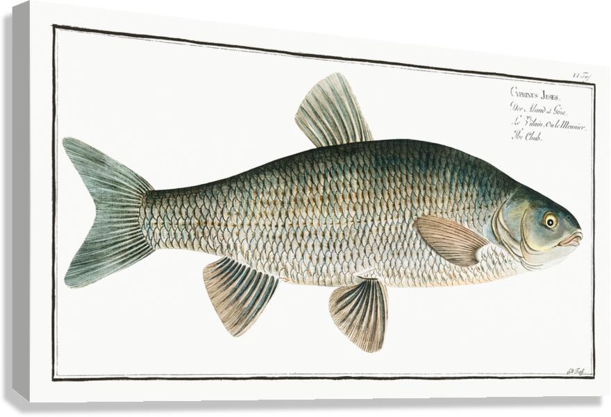 Ide Orfe Canvas Print