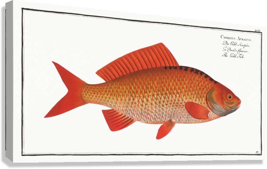 Goldfish Canvas Print