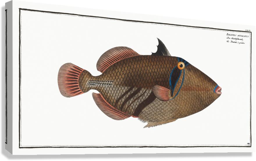 Lagoon Blackbar Triggerfish Canvas Print