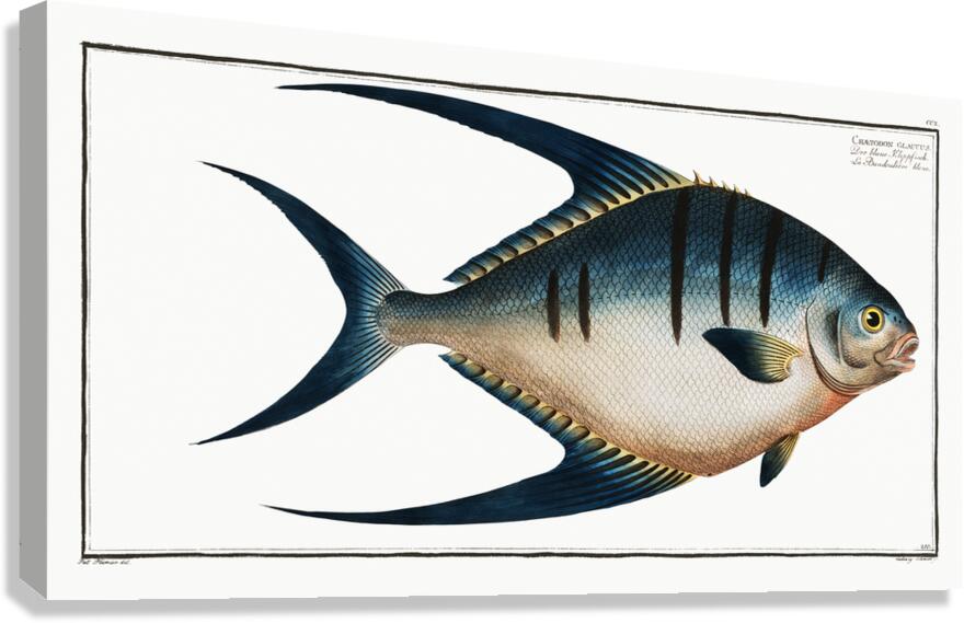 Great Pompano Palometa Canvas Print