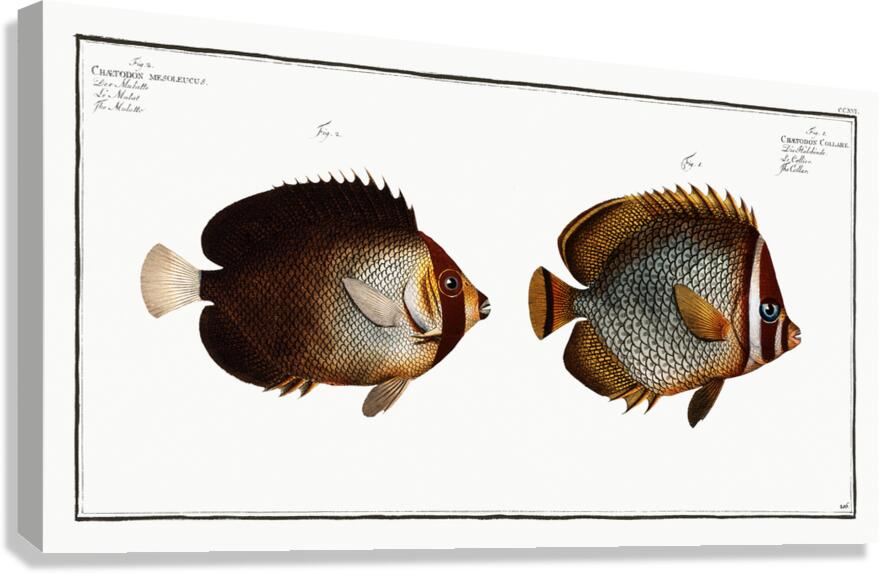 Redtail Butterflyfish and Vermiculated Angelfish Canvas Print