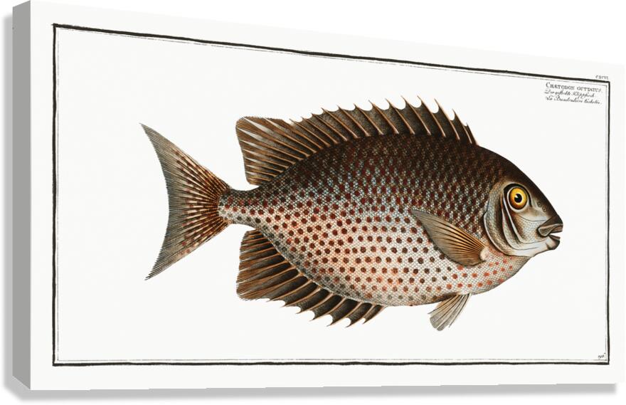 Orange Spotted Spinefoot Canvas Print