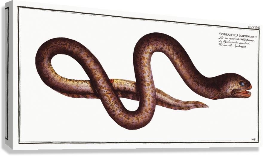 Marbled Swamp Eel Canvas Print