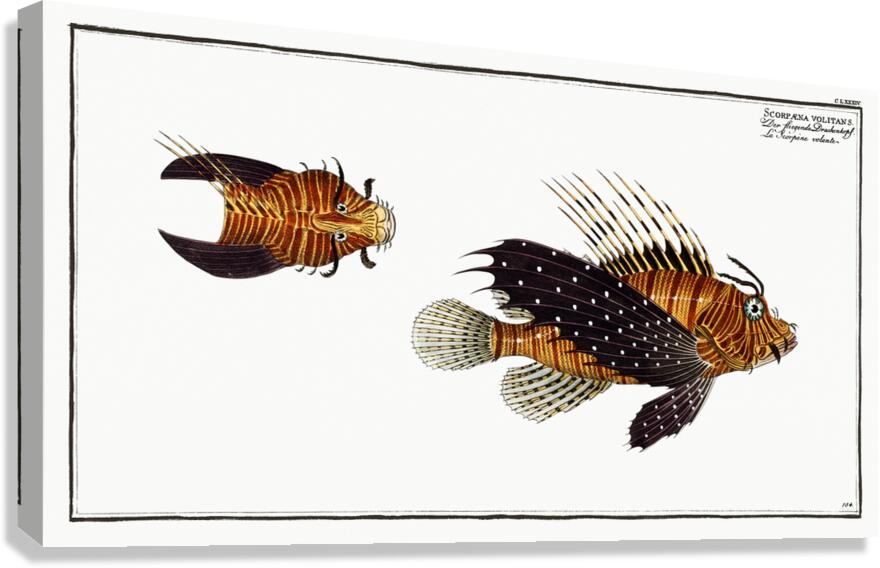 Red Lionfish Canvas Print