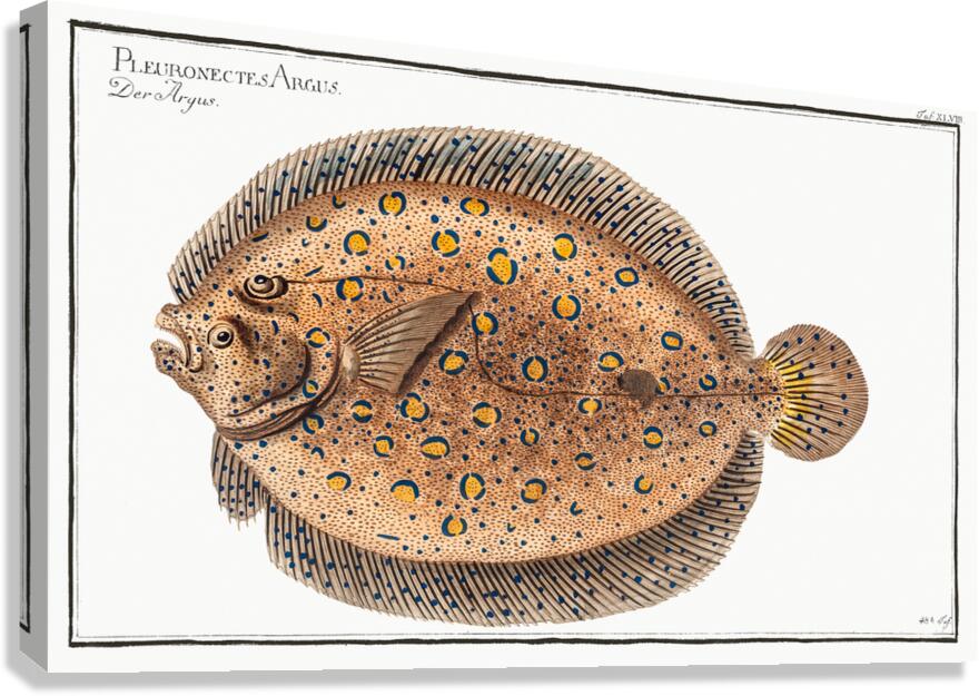 Plate Fish Canvas Print